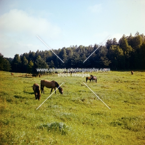 zhmud mares and foals grazing in pasture