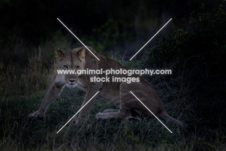 lioness getting up