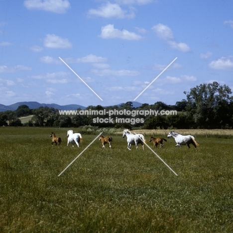 welsh mountain ponies, mares and foals at pendock stud, 