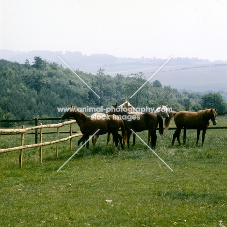 group of palomino and other horses (unknown breed) in corner of field