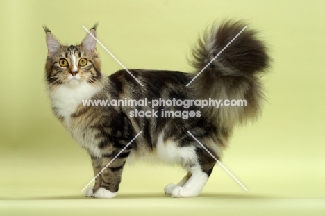 Brown Classic Tabby & White Maine Coon, standing