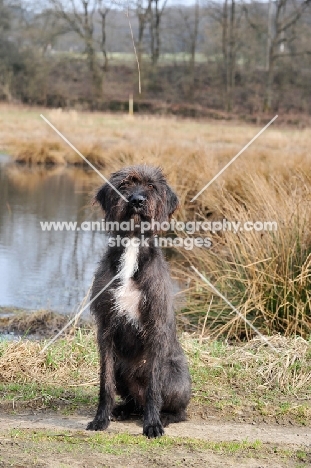 Pudelpointer sitting down