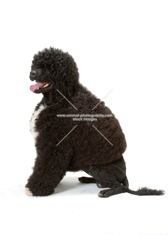 Australian Champion Portuguese Water Dog, sitting down