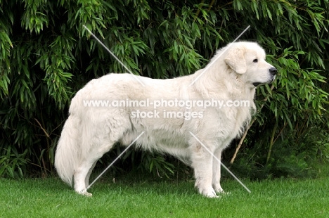 Polish Tatra Herd Dog