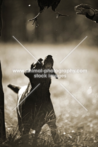 black labrador retriever looking up after giving pheasant to owner