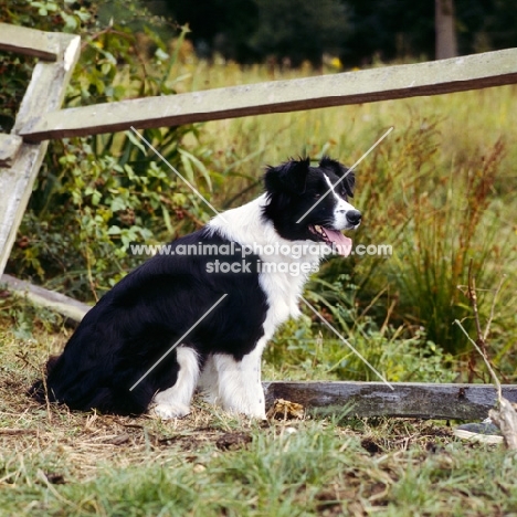 border collie, show dog, sitting