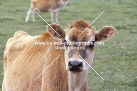 young jersey cow