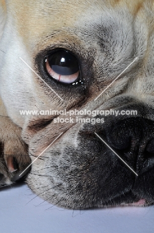 French Bulldog close up of eye, laying down and looking up