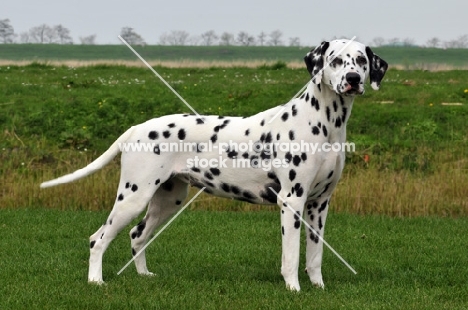 Dalmatian standing on grass