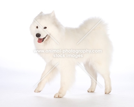 Samoyed on white background