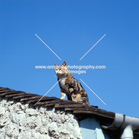 tortoiseshell and white non pedigree cat on a roof