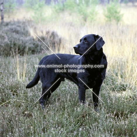 black labrador standing in heather