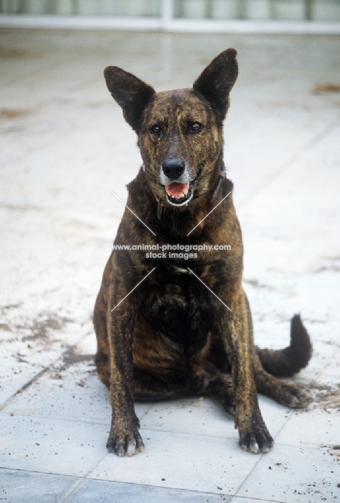 bardino dog in lanzarote