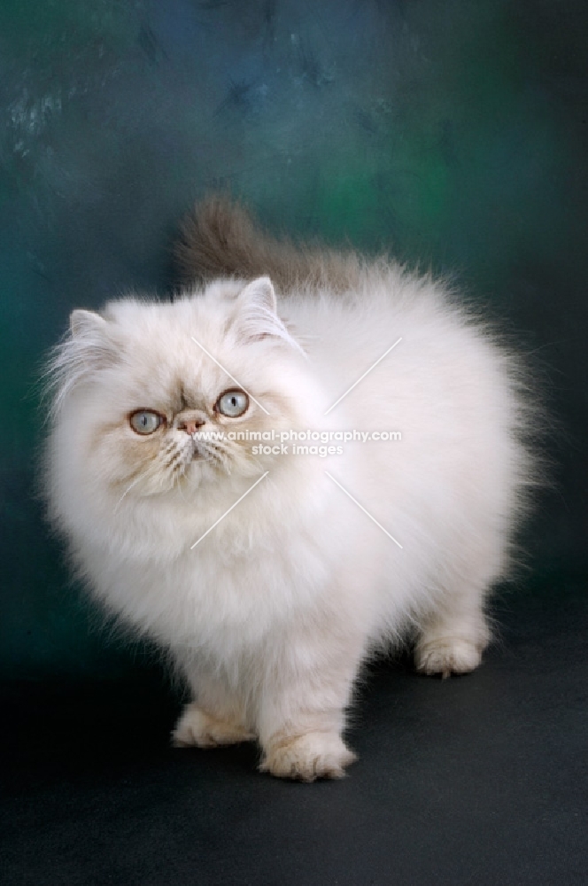 young blue tabby colourpoint cat, standing.  (Aka: Persian or Himalayan)