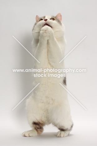 Blue Classic Tabby and White Manx begging and pleading