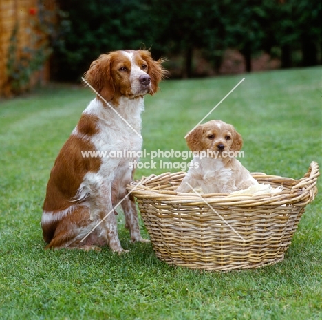 rona, brittany with her puppy in the garden