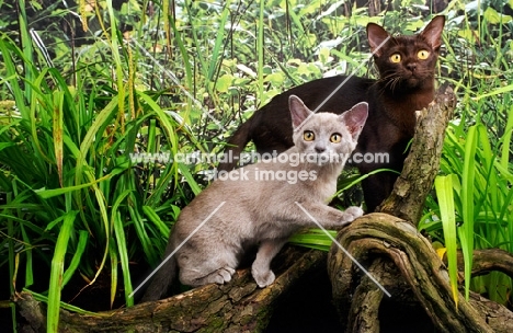 two burmese cats amongst greenery