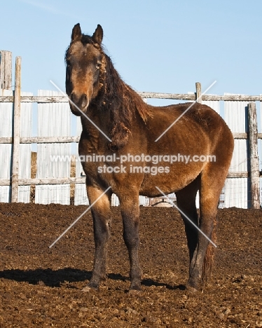 rescued Morgan Horse