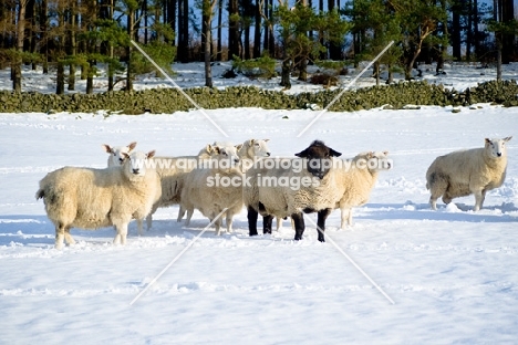 Suffolk Ram and Texel ewes