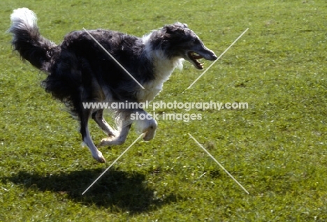 borzoi running on grass