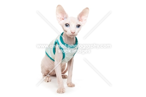 Sphynx cat wearing jumper