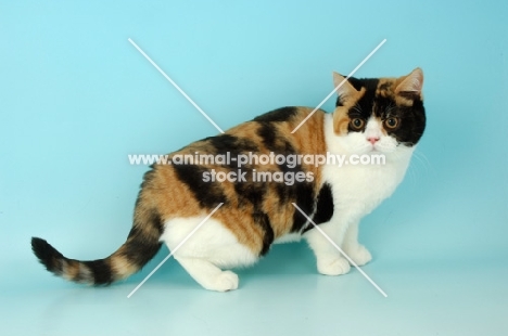 british shorthair, bi-coloured tortie and white on blue background