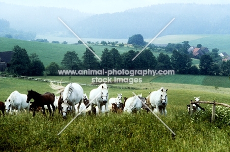 lipizzaner mares & foals at piber