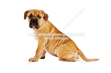 Bullmastiff dog isolated on a white background