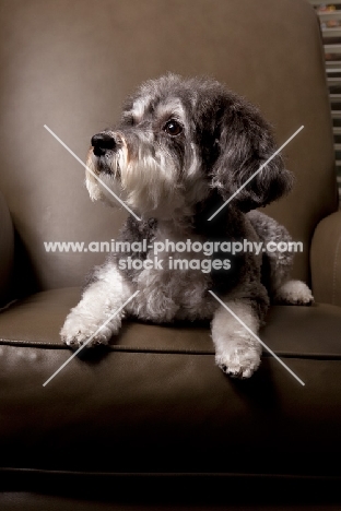 Schnoodle (Schnauzer cross Poodle) on chair