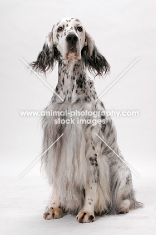 English Setter (Blue Belton colour), Australian Champion sitting down