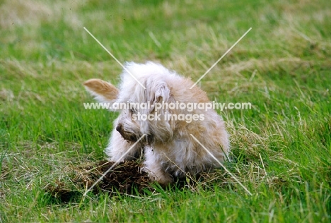 champion dandie dinmont digging