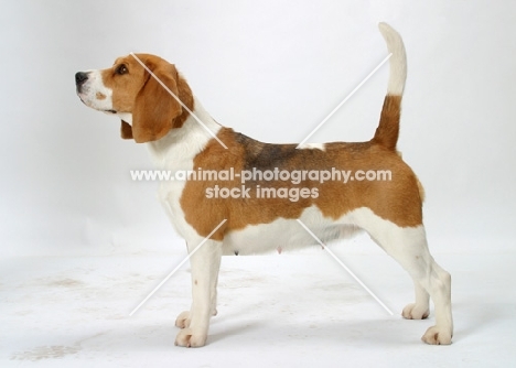 tricolour Beagle, Australian Champion