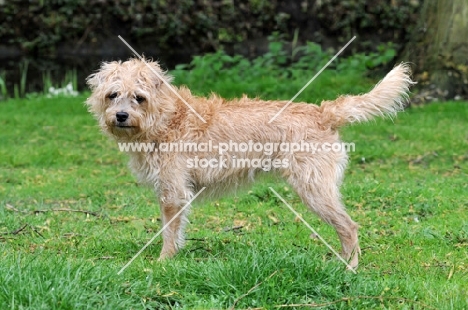 Smoushond standing on grass