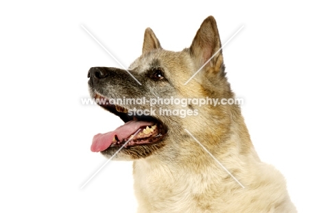 Large Akita dog isolated on a white background