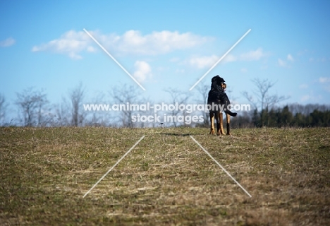 dog standing on top of a hill in a countryside setting