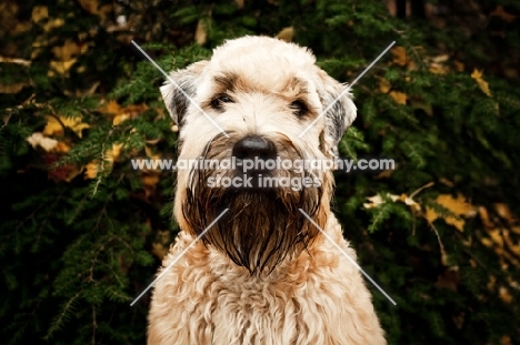 soft coated wheaten terrier portrait