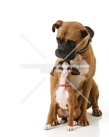 Boxer puppy licking adult