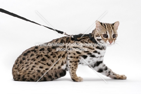 Brown Spotted Tabby Asian Leopard Cat, 8 months old, on leash