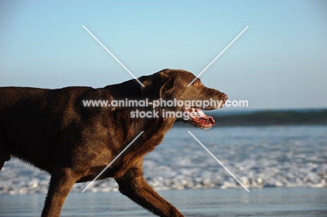 Labrador Retriever near shore