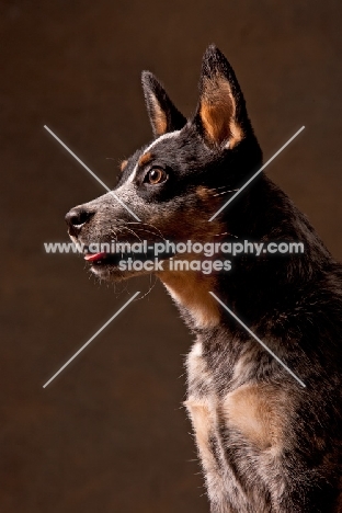 Australian Cattle Dog profile