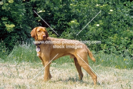 Wirehaired Hungraian Viszla