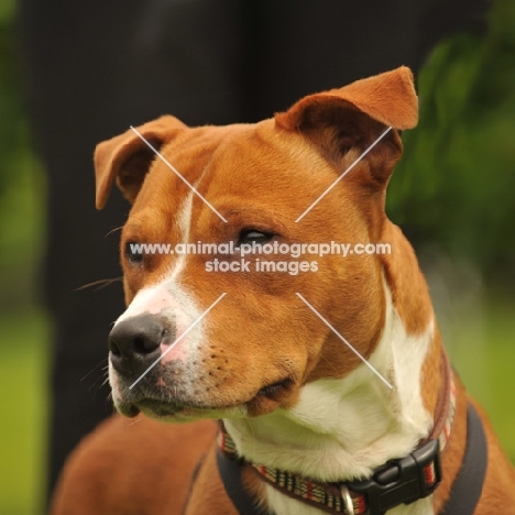 American Staffordshire Terrier