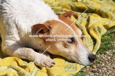 Jack Russell resting