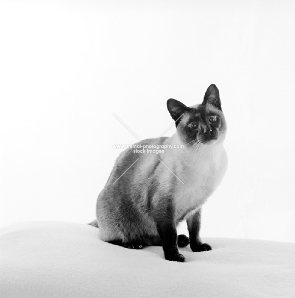 seal point siamese cat looking at camera in studio