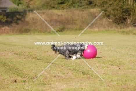 Bearded Collie playing in field