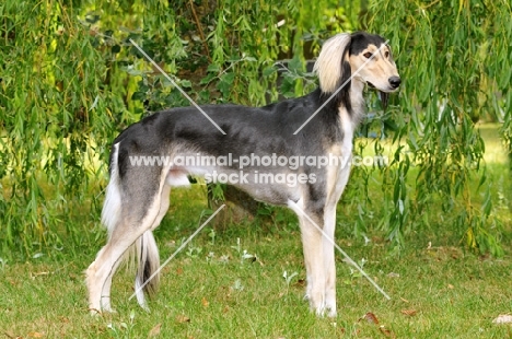 Saluki