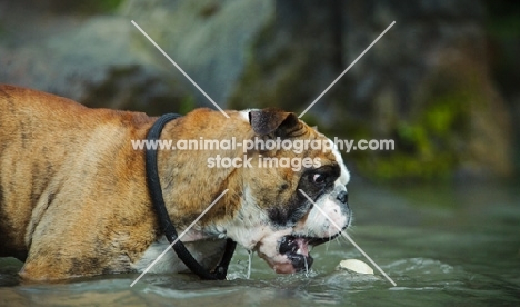 Bulldog in water