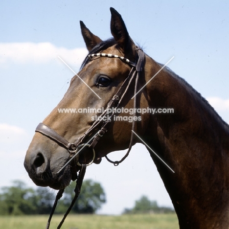 schwarm, westphalian warmblood gelding head study