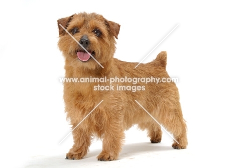 INT.NWY.SWD.DAN.FIN.NOR.Australian Champion Norfolk Terrier in studio