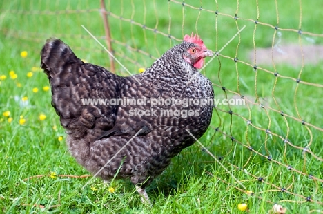 Marans hen standing in front of netting.
